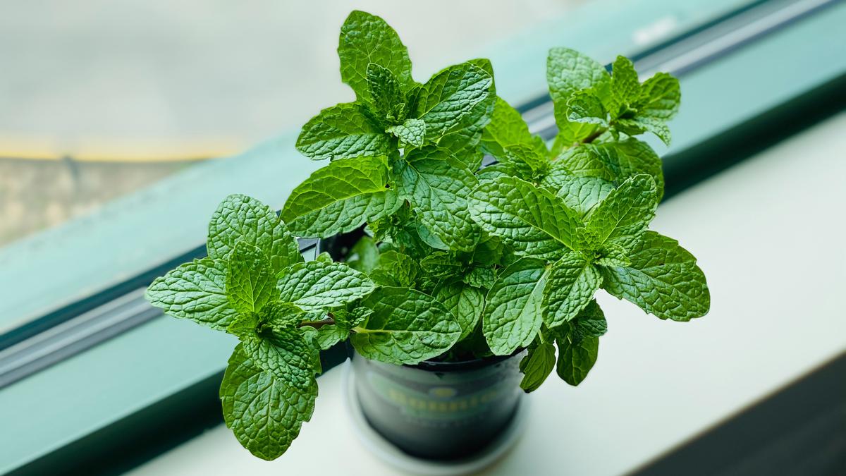 5 Manfaat Rebusan Daun Mint untuk Kesehatan Tubuh dan Pikiran