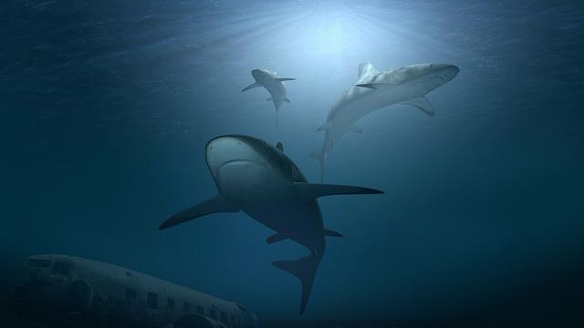 Hiu Putih Besar Ditemukan di Perairan Hawaii