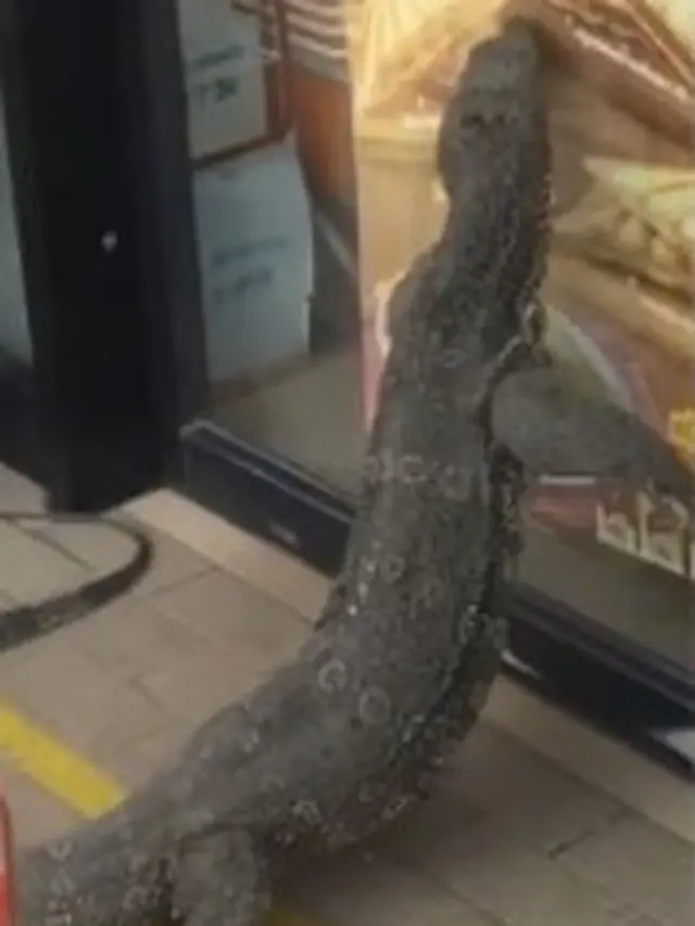 Viral Video Biawak Besar Berkeliaran di Minimarket, Bikin Panik Pelanggan