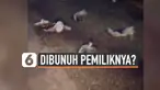 Puluhan bangkai kucing ditemukan di jalanan kota Banjarmasin. Kasus ini langsung ditangani polisi karena ada dugaan kucing-kucing tersebut sengaja dibunuh pemiliknya.