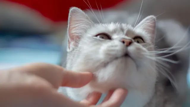 Bukan Ciuman, Ini Cara Menunjukkan Cinta pada Kucing Kesayangan