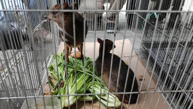 Dua kancil yang disita Polda Riau dari tersangka penjual satwa dilindungi di Pekanbaru.