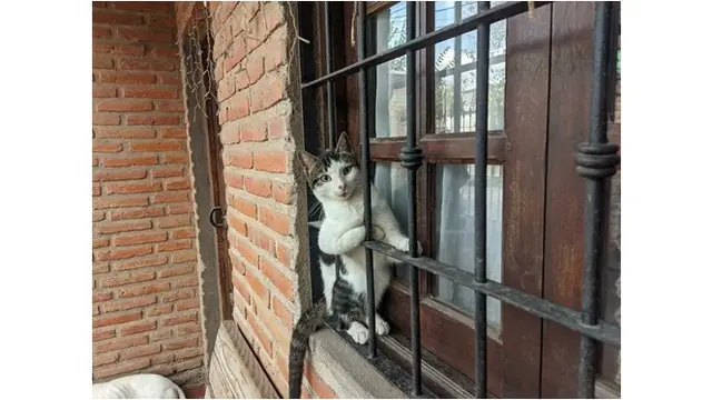 6 Pose Kucing Dipotret dari Luar Jendela, Dramatis Banget