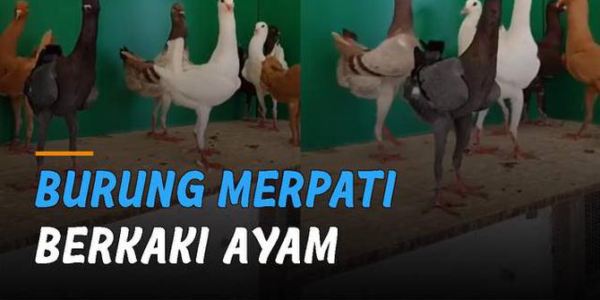 VIDEO: Unik, Burung Merpati Berkaki Ayam