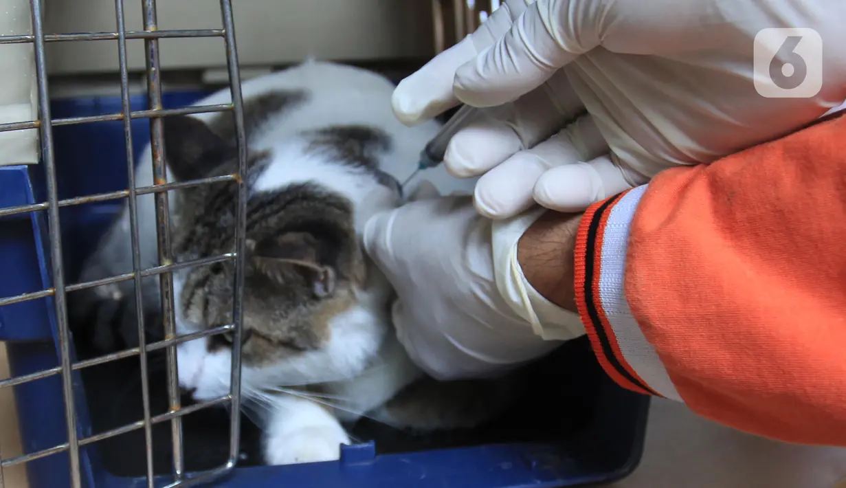Seekor kucing mengikuti vaksinasi rabies di halaman Kantor RPTRA Hati Suci, Kampung Bali, Jakarta, Selasa (25/1/2022). Sudin KPKP Kota Administrasi Jakarta Pusat Kecamatan Tanah Abang menyediakan 100 dosis vaksin rabies dalam kegiatan vaksinasi gratis tersebut. (merdeka.com/Imam Buhori)
