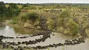<p>Ratusan Wildebeest menyeberangi sungai di Masai Mara saat berimigrasi, Kenya (4/9/2015). Wildebeest bermigrasi hingga jarak ratusan kilometer demi menemukan padang rumput selama musim kering di Kenya. (AFP PHOTO/Carl de Souza)</p>