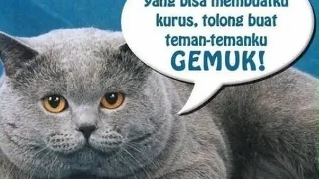 9 Meme Kocak Potret Kucing Obesitas Ini Malah Bikin Gemas
