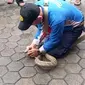 Petugas Damkar Kota Cirebon saat evakuasi ular king kobra yang keluar dari paket eksepedisi. Foto (Liputan6.com / Panji Prayitno)