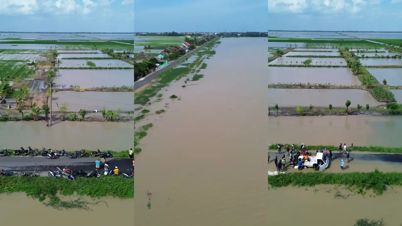 Ribuan hektare sawah milik warga di Palas, Lampung Selatan terendam banjir akibat tanggul jebol. Foto : (Istimewa).