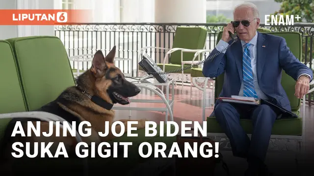 Suka Gigit Orang, Anjing Joe Biden Disingkirkan