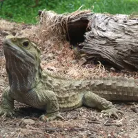 Bintang 5 kali ini akan menghadirkan informasi tentang reptil terbesar, pembunuhan sadis, dan ular mati karena mangsanya sendiri. (Foto: static.panoramio.com)