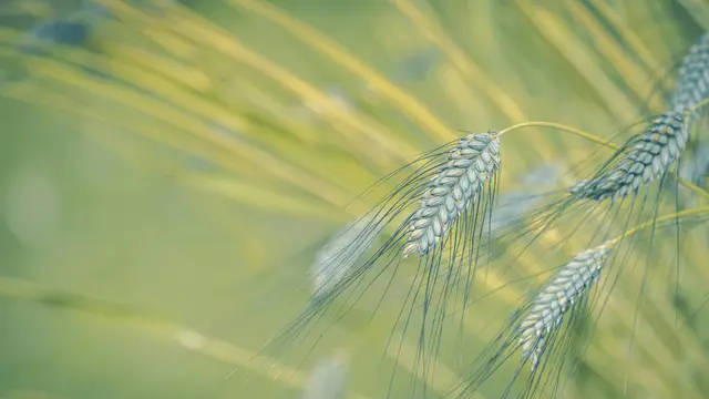 Mengenal Farro, Si Gandum Kuno Kaya Nutrisi yang Dikonsumsi Penganut Diet Slow Aging