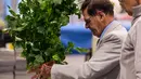 Juri menilai seledri yang diikutsertakan dalam kompetisi sayur di Great Yorkshire Showground, Harrogate, Inggris, Jumat (16/9). Kompetisi ini menjadi ajang unjuk kebolehan dalam dunia pertanian di Inggris. (AFP PHOTO/Oli Scarff) 