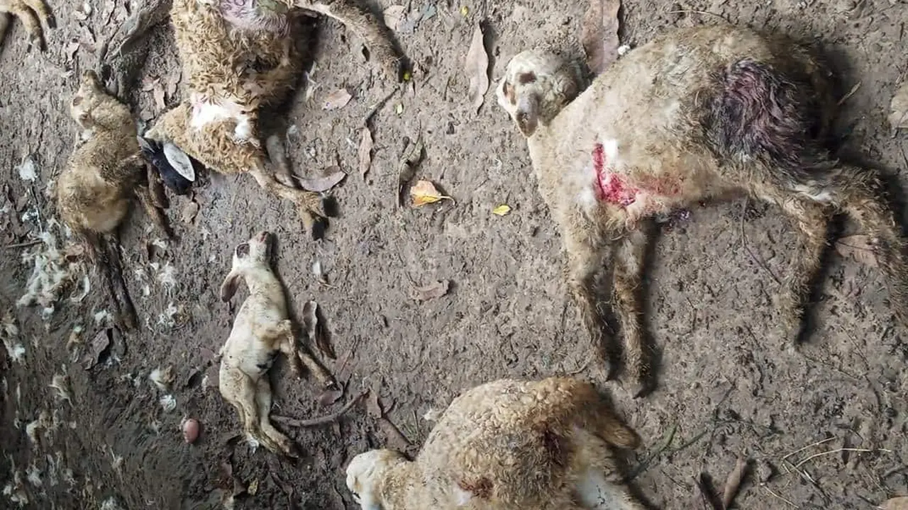 Belasan kambing milik warga di Tuban mati mengenaskan dimangsa anjing-anjing liar. (Liputan6.com/Ahmad Adirin)