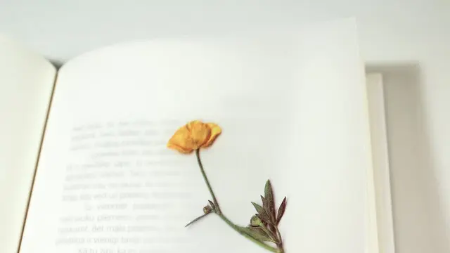 Membaca buku dengan ditandai bunga mawar (Pexels)