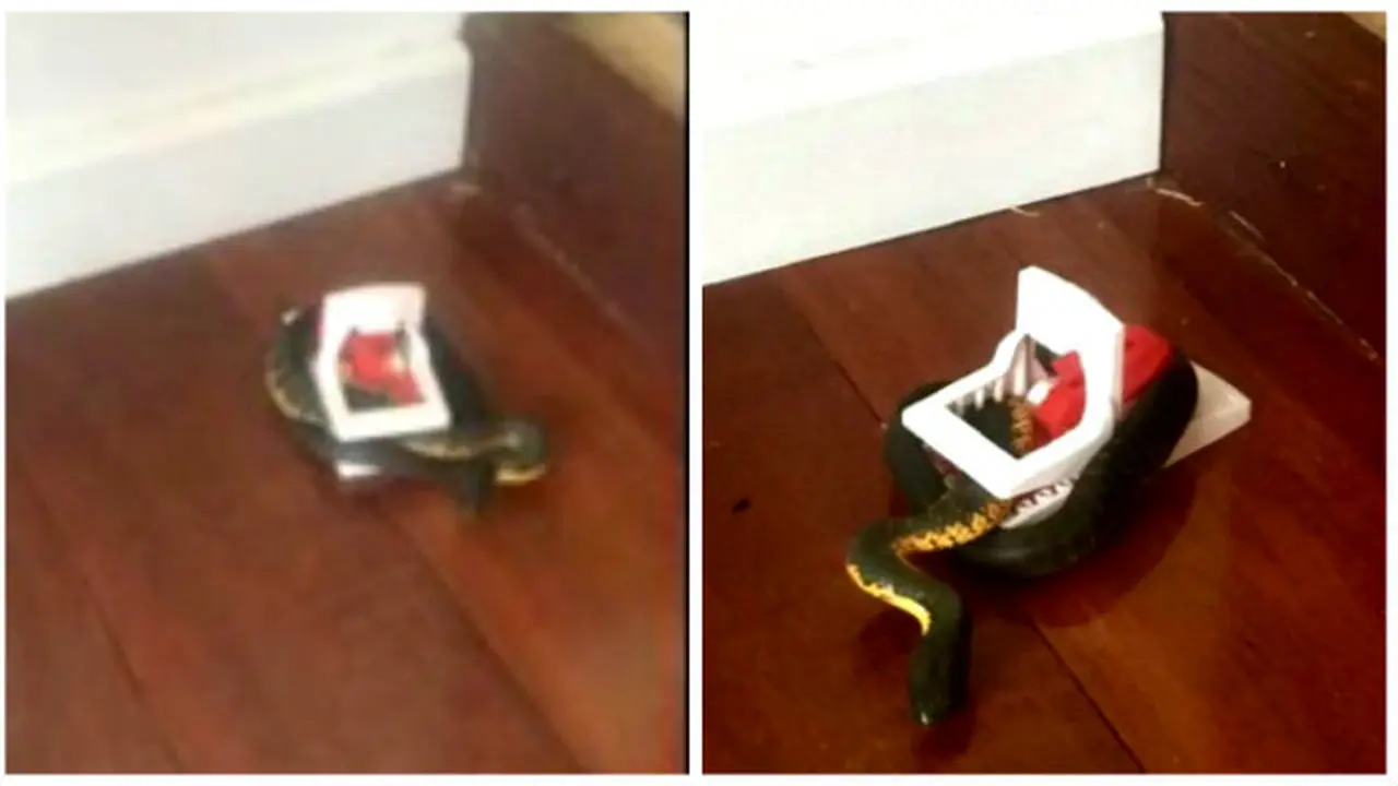 Perangkap Tikus Malah Menjebak Ular