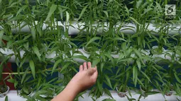 Tanaman kangkung yang berada di Kampung Hidroponik Pengadegan, Jakarta, Kamis (22/2). Hasil dari panen tersebut uangnya masuk dalam uang kas sebagai biaya pembelian nutrisi serta bibit untuk menanam sayuran baru. (Liputan6.com/Immanuel Antonius)