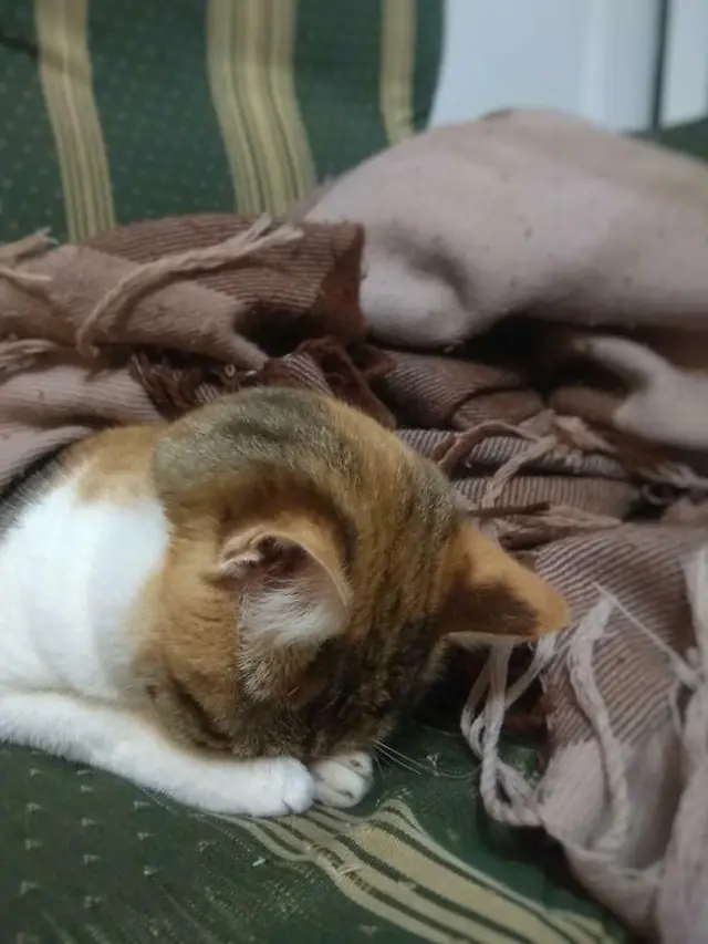 10 Potret Lucu Hewan Peliharaan saat Tidur Pulas Ini Menggemaskan