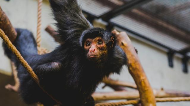 Artis Zoo