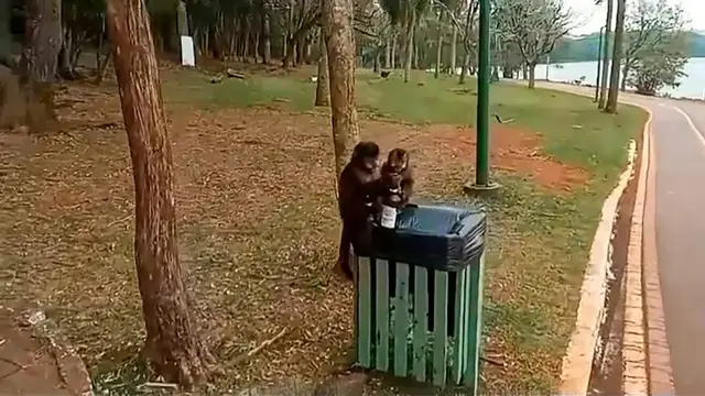 Monyet Ditemukan Mabuk
