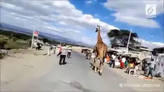Kehadiran jerapah di tengah keramaian desa di Kenya.