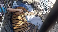 Bolak-balik ke Permukiman Warga Agam, Harimau Sumatra Akhirnya Dievakuasi