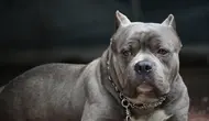 Deretan Kasus Tragis Pitbull Serang Manusia