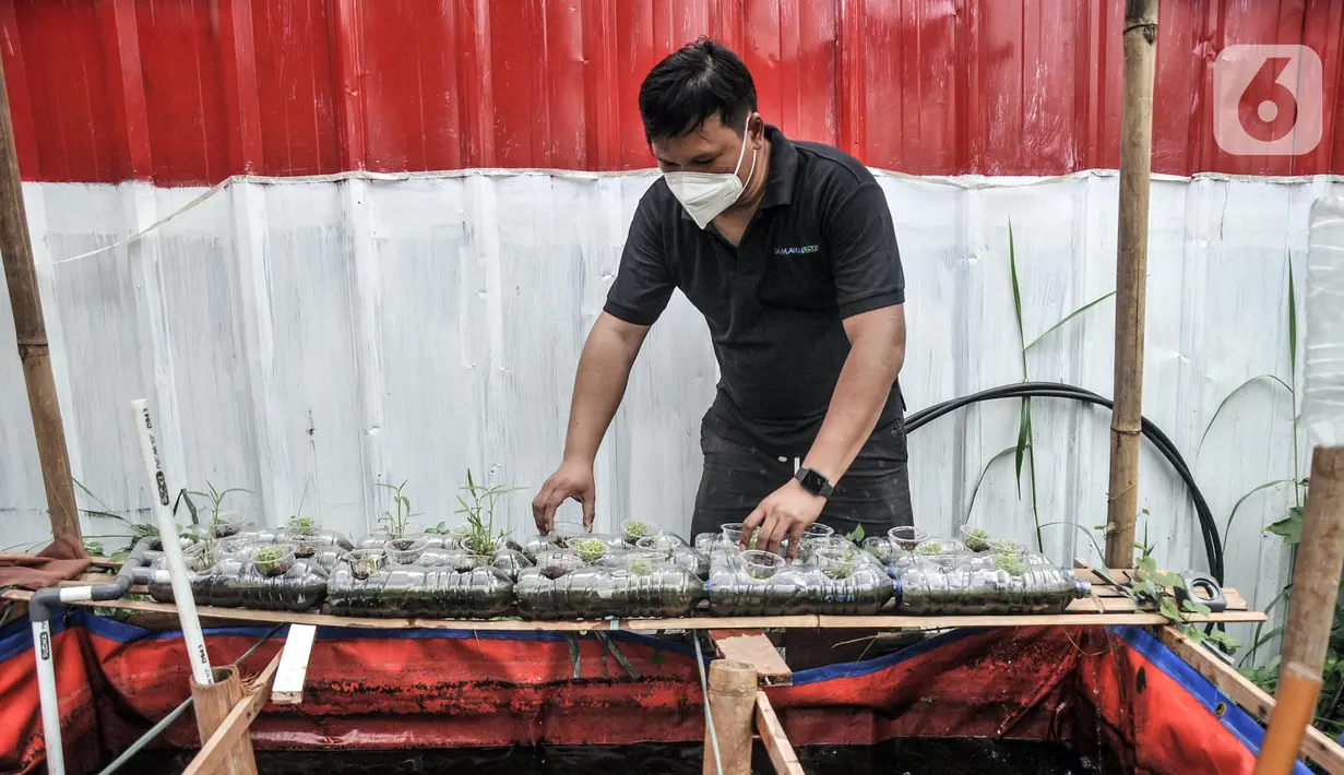 Devti (33) melakukan perawatan tanaman yang dikembangkang dengan sistem akuatik atau menggunakan air kolam ikan di kolam budi daya ikan Samawa Fish, Pondok Kelapa, Jakarta, Selasa (15/2/2022). (merdeka.com/Iqbal S. Nugroho)