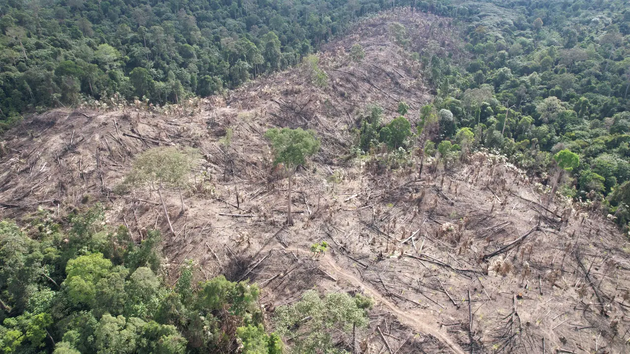 Temuan tambang galian C dan perambahan mangrove ilegal di Taman Nasional Kutai (TNK)