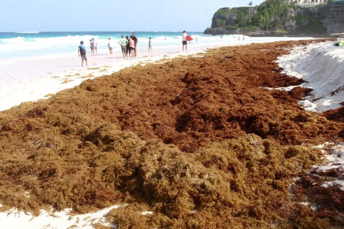 Bau Rumput Laut Ancam Turis Datang ke Karibia