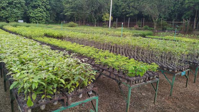 Lahan bekas tambang, PT Vale Indonesia