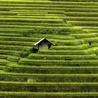 Persawahan di Mu Cang Chai, Vietnam. (Rehahn/Bored Panda)