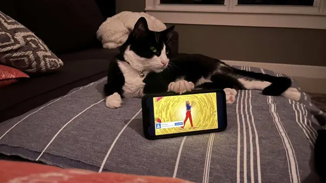 6 Aksi Kucing Bantu Majikan Nonton Film di HP, Lucu Maksimal