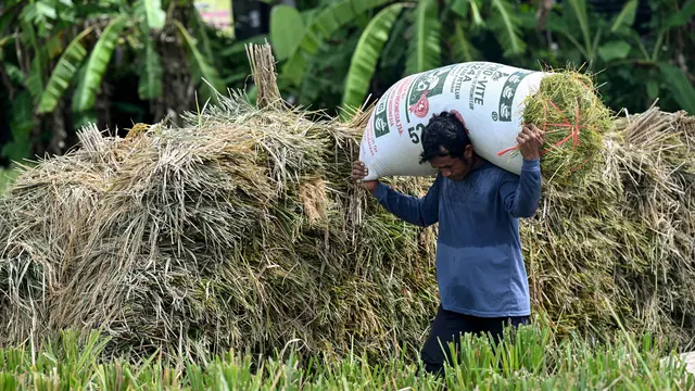 Pemprov Bali Targetkan Luas Panen Sawah Musim Tanam II 2026 Capai 124 Ribu Hektare