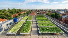 Pertanian Hidroganik, Jurus Jitu Ketahanan Pangan dan Urban Farming di Palu