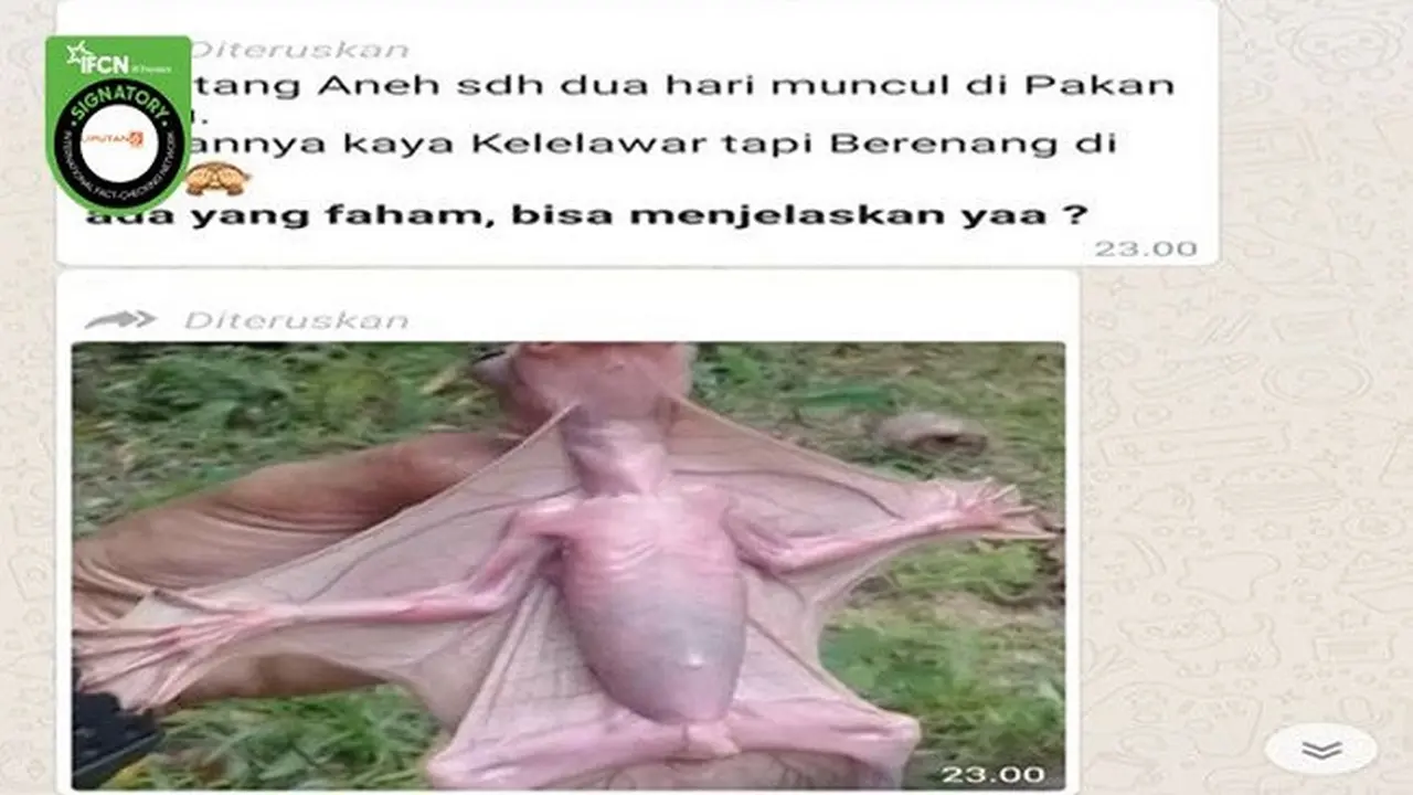 Gambar Tangkapan Layar Kabar Hoaks Tentang Binatang Aneh