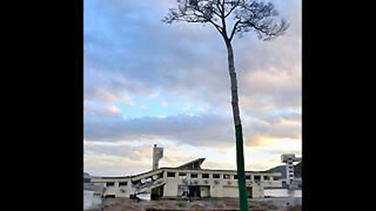 120311bpohon_jepang.jpg