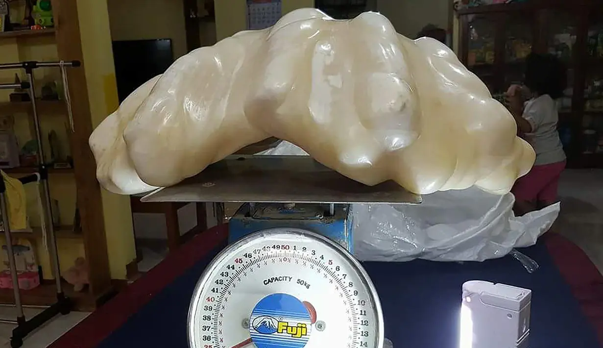 Mutiara dengan panjang 67 cm dan lebar 30 cm ini memiliki berat 34 kg menjadikannya sebagai mutiara terbesar di dunia. Mutiara ini ditemukan di perairan Pulau Palawan, Filipina (23/8). (AFP PHOTO/ Puerto Princesa Provincial Tourism Office)