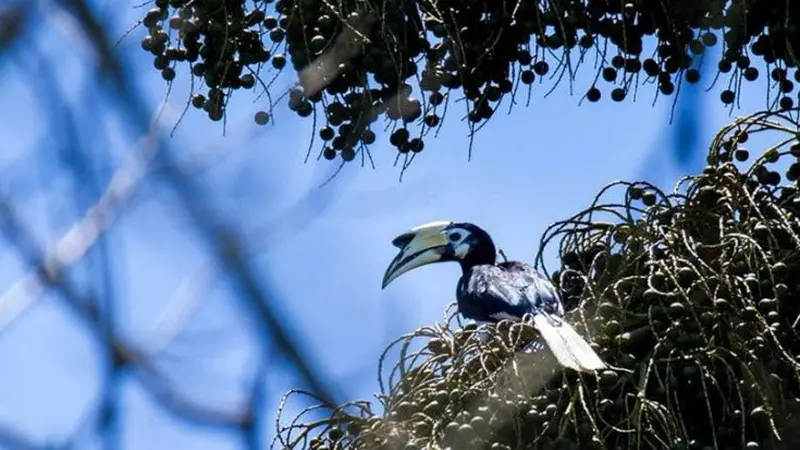 Agar Tiga Jenis Burung Rangkong Langka Tetap Hinggap di Pulau Sempu