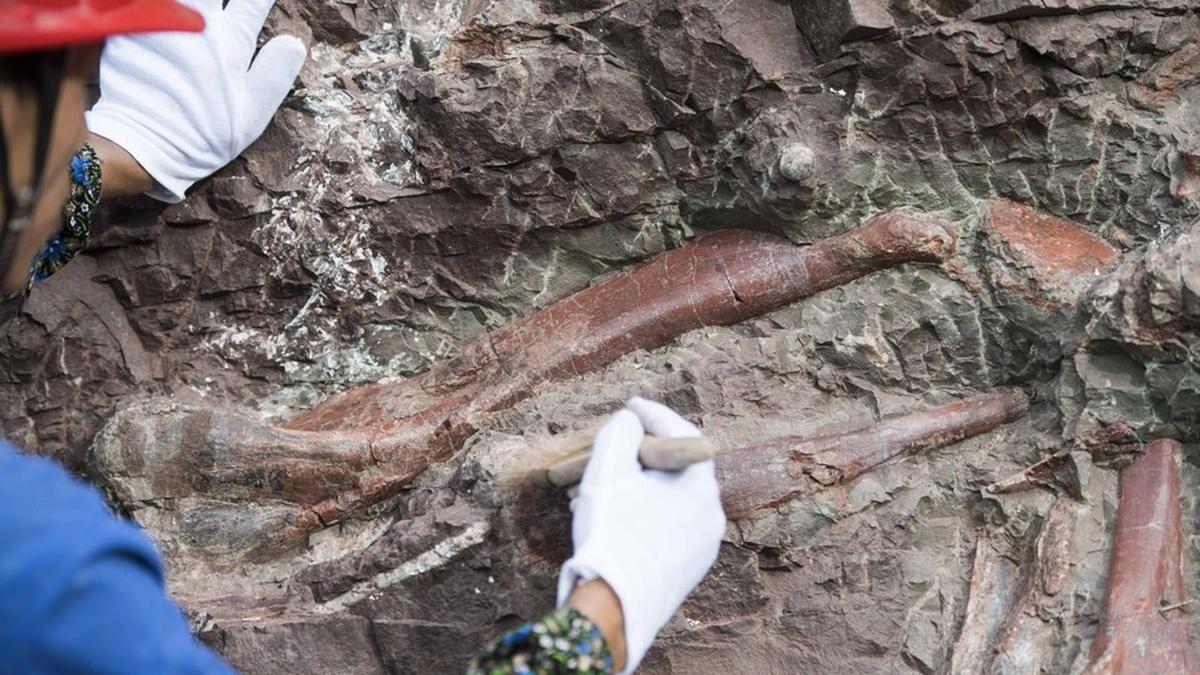 Spesies Baru Stegosaurus Ditemukan di China, Ahli Paleontologi Ungkap Fakta Menarik