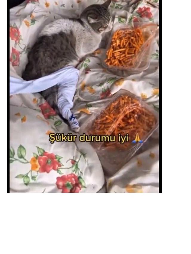 7 Potret Penyelamatan Hewan Peliharaan dari Reruntuhan Gempa Turki, Bikin Pilu