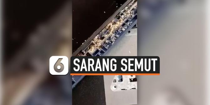 VIDEO: Bikin Merinding, Sarang Semut Bersarang Dibalik Layar Laptop