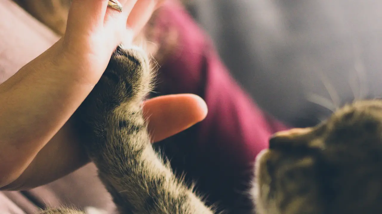 Buat Haru, Seorang Anak Ajak Kucing Jalanan Mengobrol Hingga Dipeluk
