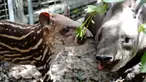 Seekor tapir Amerika Selatan betina terlihat bersama bayinya di Kebun Binatang Shanghai di Shanghai, China timur (9/10/2020). Bayi tapir itu lahir pada 8 September di kebun binatang tersebut. (Xinhua/Zhang Jiansong)