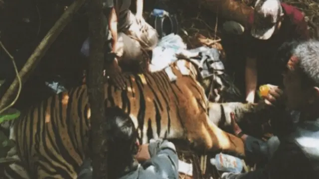 Tim medis memberikan pertolongan pertama kepada harimau terjerat kawat baja.