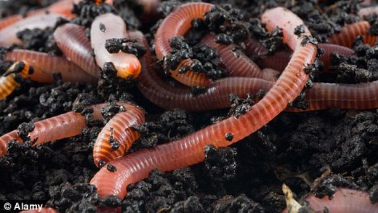 Mengolah Cacing Tanah Menjadi Obat Tipus Bebas Bahan Kimia