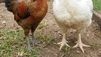 Perbandingan Ternak Ayam Kampung vs Ayam Broiler, Mana Lebih Cepat Untung?