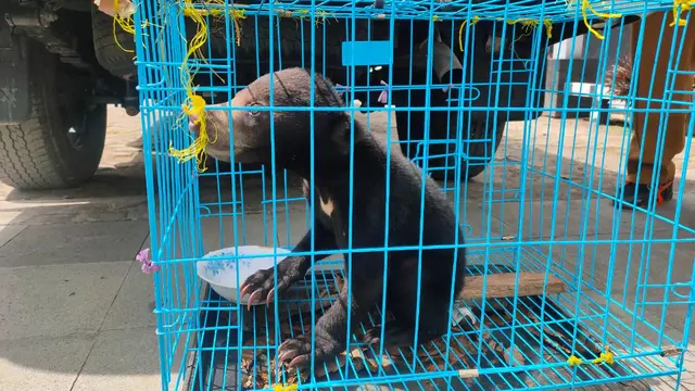 Tangisan Anakan Beruang Madu Ditinggal Induknya di Kawasan Konservasi di Sumsel
