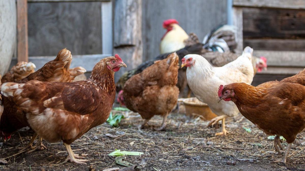 Cara Mengatasi Ayam Kampung yang Lama Tidak Bertelur, Ternyata Bukan Hanya Soal Pakan