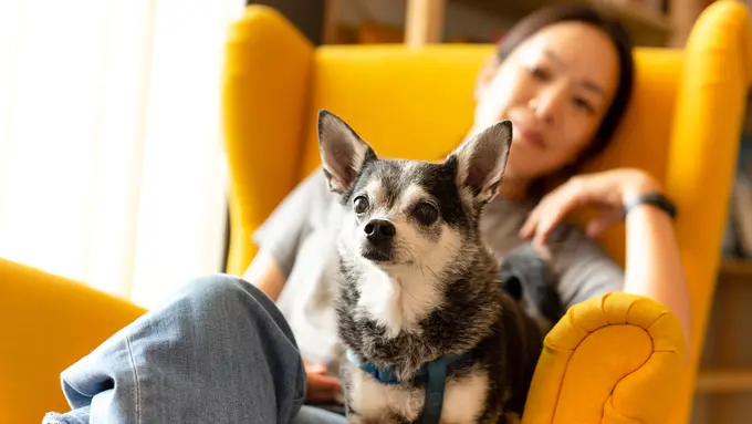 seribu cinta dan hewan kesayangan